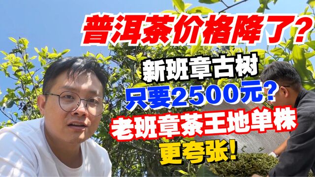 普洱茶价格降了?新班章古树只要2500?老班章茶王地单株更夸张!