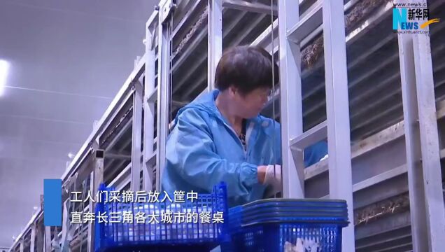 乡村振兴在行动|安徽灵璧:食用菌产业串起绿色农产生态链