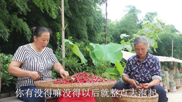 又是摘红辣椒的一天.是否回忆起小时候,摘不完,根本摘不完