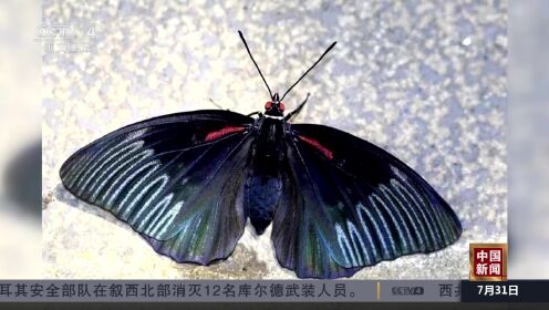 湖北保康发现中国特有珍稀蝴蝶品种 黑紫蛱蝶