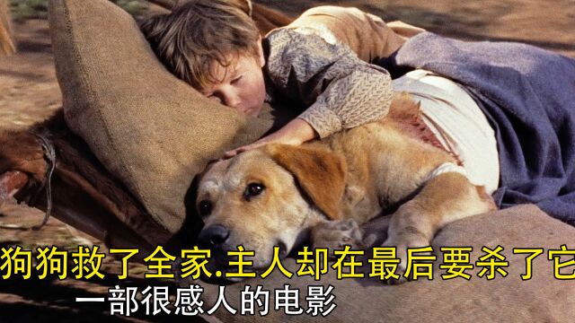 忠犬老黄狗.1957年拍摄最纯粹的狗狗的片子