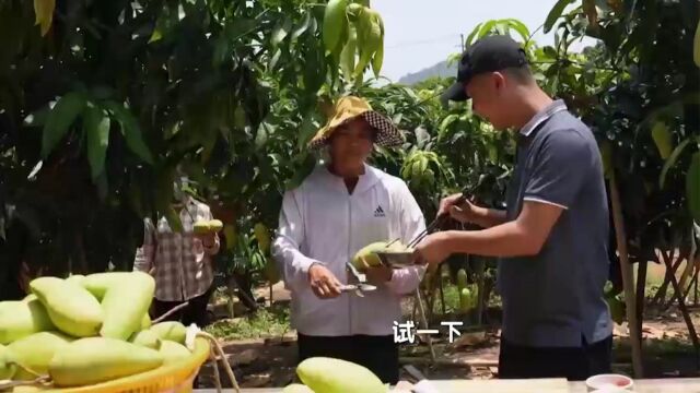 青芒做成的“黑暗料理”,咸甜酸辣冲击味蕾