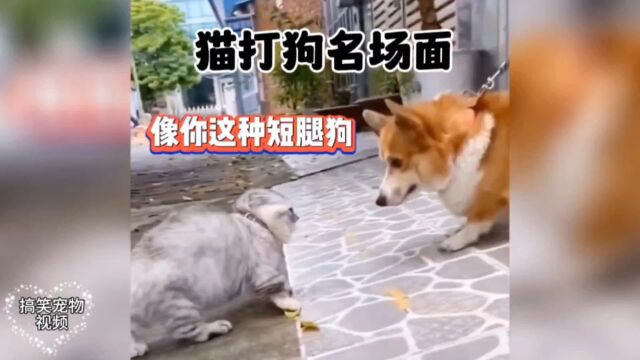 盘点那些猫打狗名场面