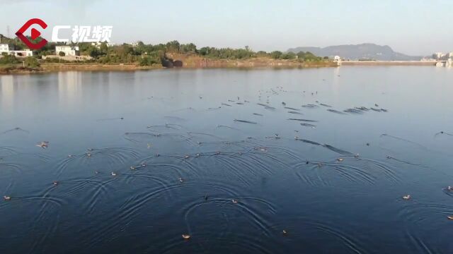 C视频|宜宾长宁:越冬候鸟来了,人与自然相映成景