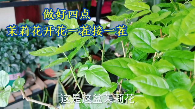 掌握好四点,茉莉花开花一茬接一茬