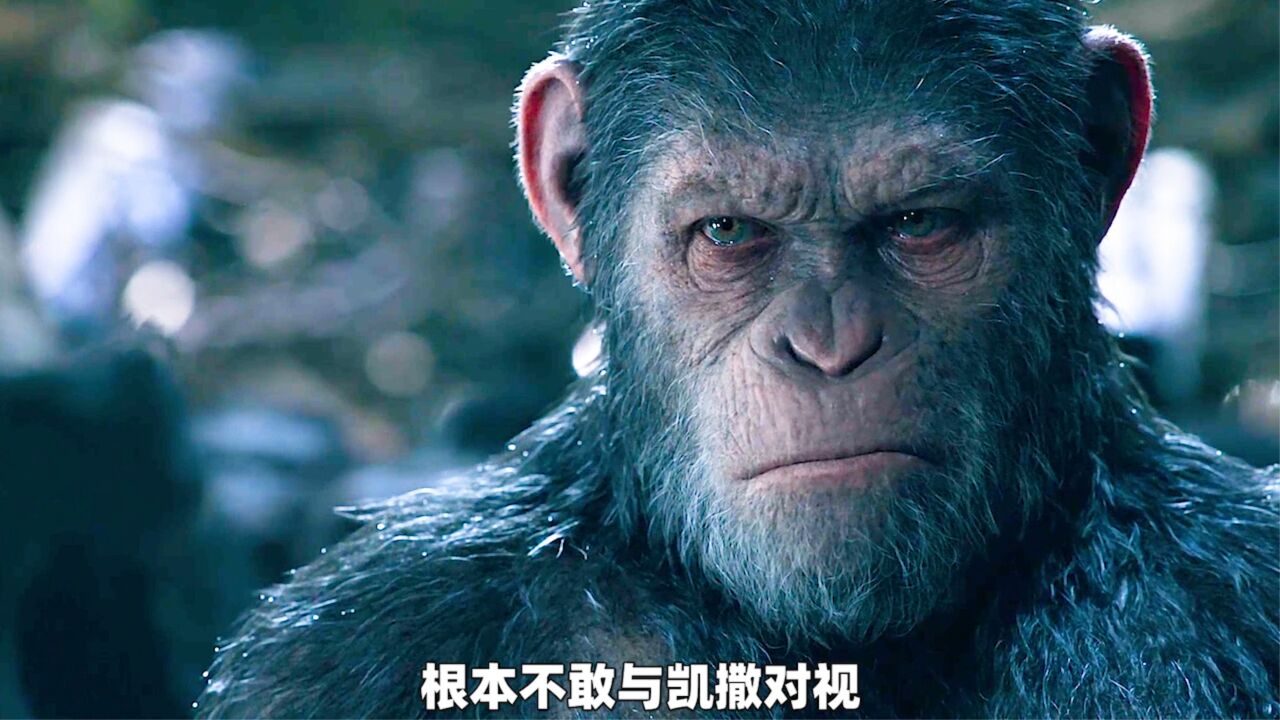 《猩球崛起1》史诗级科幻大片,凯撒大帝走上复仇之路