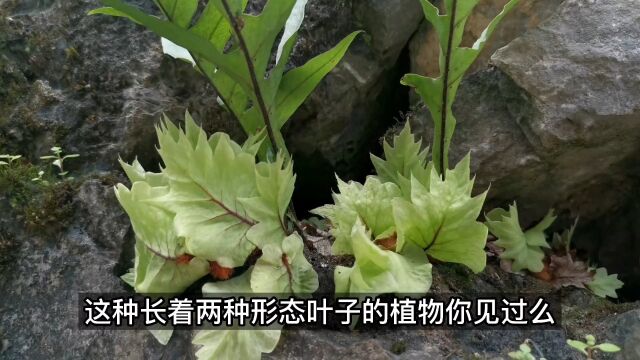 这种蕨类植物很特别,长着两种叶子,它的根茎就是著名药材骨碎补#植物科普 #大自然的馈赠 #农村生活 #有认识的吗 #骨碎补