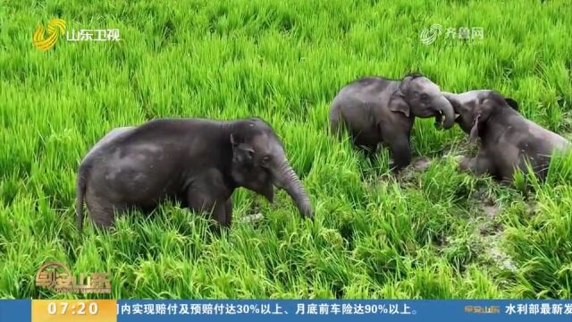 探访云南普洱野生亚洲象栖息地,八头象走出山林,走进玉米地觅食