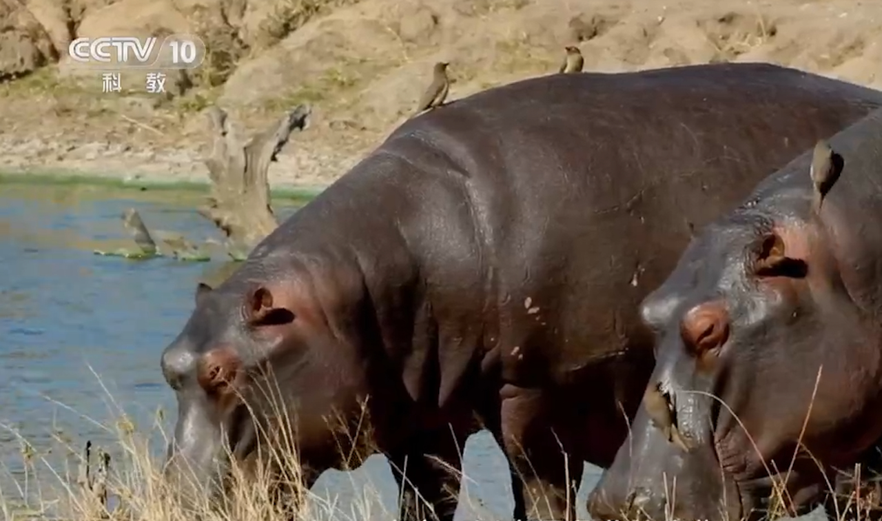 犀牛和河马会与其他动物建立伙伴关系,它们互利互惠