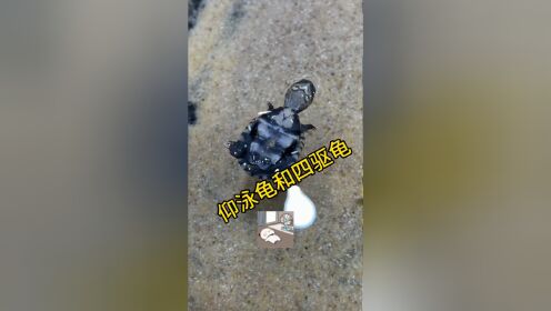 小龟幼儿园的仰泳龟和四驱龟_高清1080P在线观看平台_腾讯视频