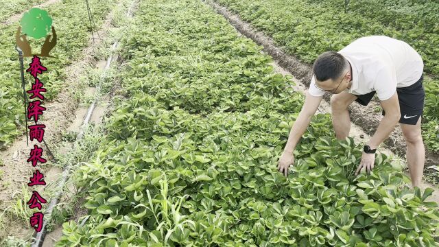 5毛钱一棵大叶红颜草莓苗 脱毒苗育苗 根系好 成活率高