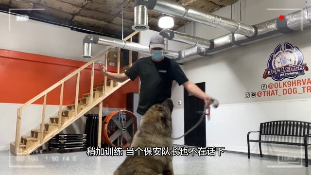 本以为藏獒已经天下无敌,没想到此犬比他还要勇猛,犬中之王高加索牧羊犬了解一下宠物知识动物图鉴