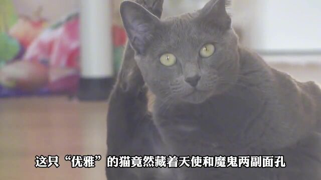 这只猫是天使还是恶魔?被附体的猫?