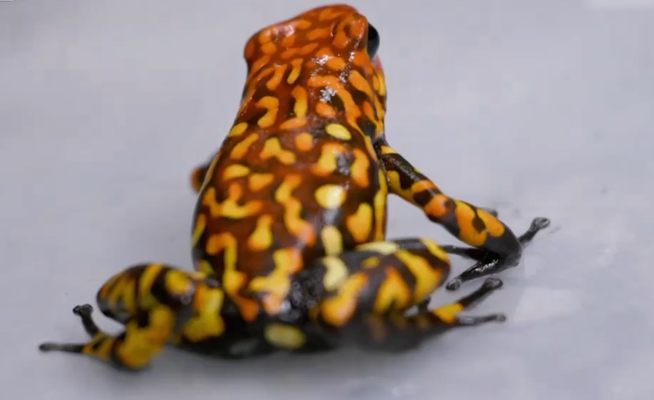 小丑箭毒蛙的行动很敏捷,它的皮肤像是一幅油画,太不可思议了