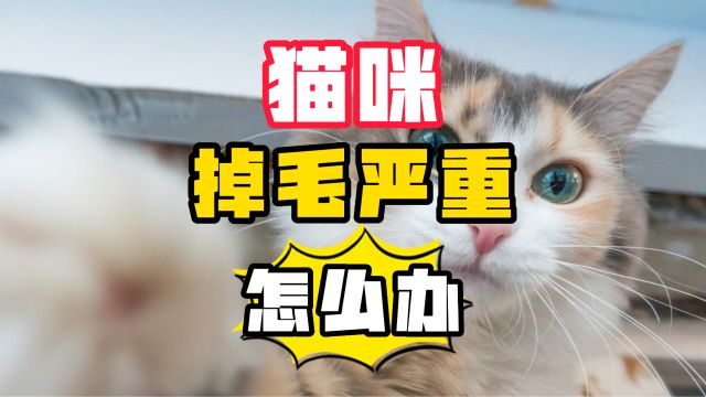 猫咪掉毛严重,应该如何解决?