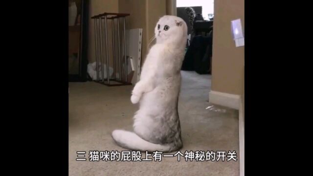 猫咪的几个冷知识