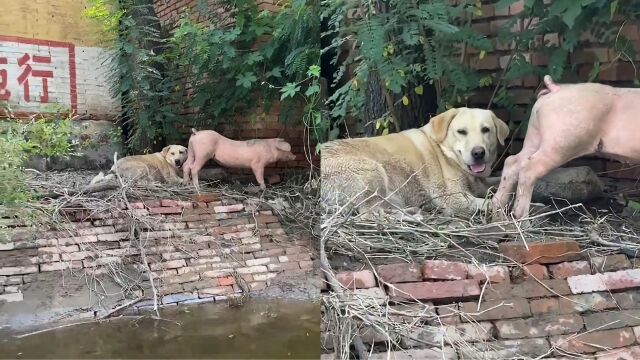 洪水过后猪和狗子被困十天,猪被饿出肋骨条狗子却胖了:移动粮仓