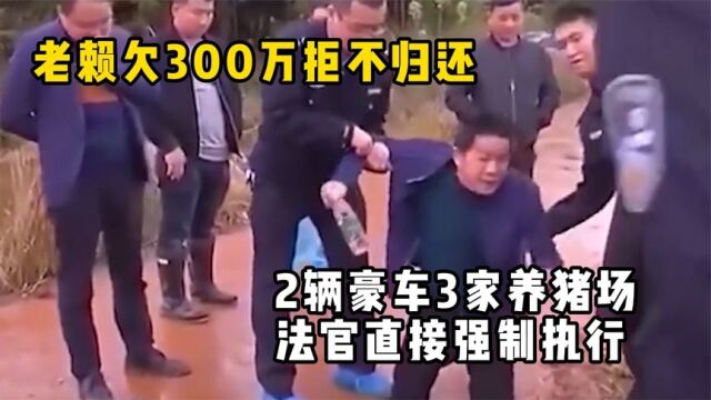 老赖欠300万拒不归还,2辆豪车3家养猪场,法官直接强制执行!