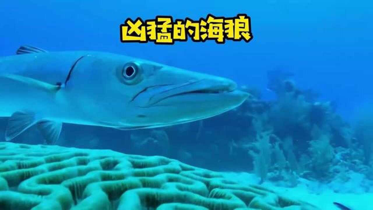 一口吃能一条鲨鱼的海狼#海洋生物 #神奇动物在这里