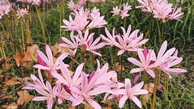 遇见美丽换锦花海