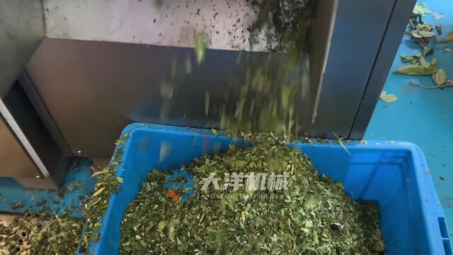 中药材切粒机高清工作视频 一款专业切中药材粒机器