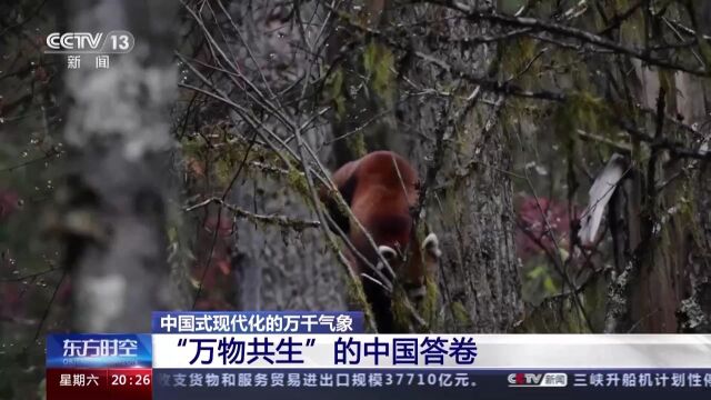 300多种濒危野生动植物种恢复性增长 这是“万物共生”的中国答卷