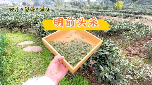 在冬季怀恋春季的味道,就喝一杯明前头采雀舌茶叶,满口清香甘甜