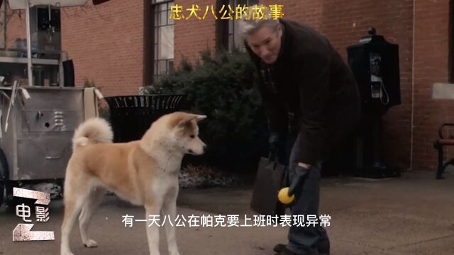 经典冷门电影《忠犬八公的故事》