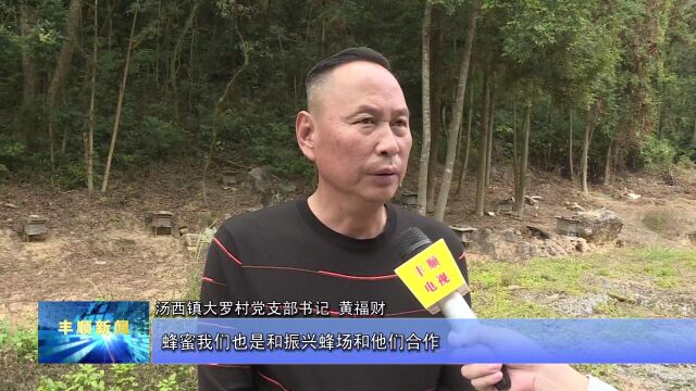 2丰顺大力发展林下经济 实现绿富双赢