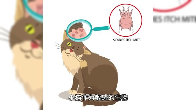 小猫应激反应:解析表现及应对之道