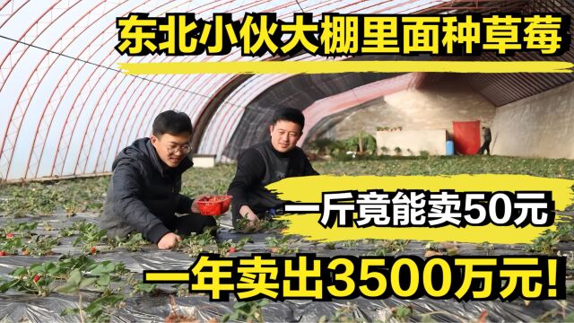 东北小伙大棚里面种草莓,一斤竟能卖50元,一年卖出3500万元!