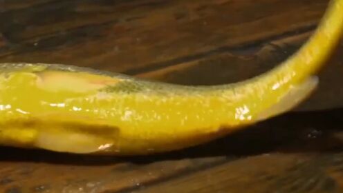 晚上捕捞的鱼“大黄鱼”，金黄色的最受欢迎，一条就能卖800元