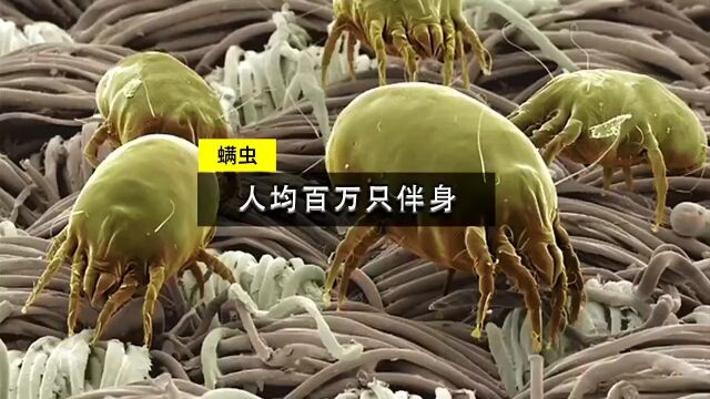 人均百万只傍身的虫子,无处不在,科学除螨还得勤快