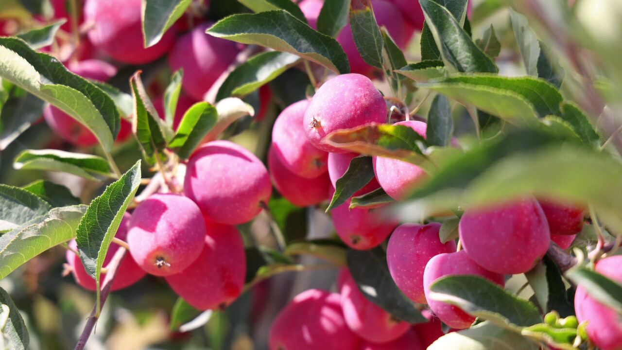 新疆乌什香妃海棠果丰收啦(4k)