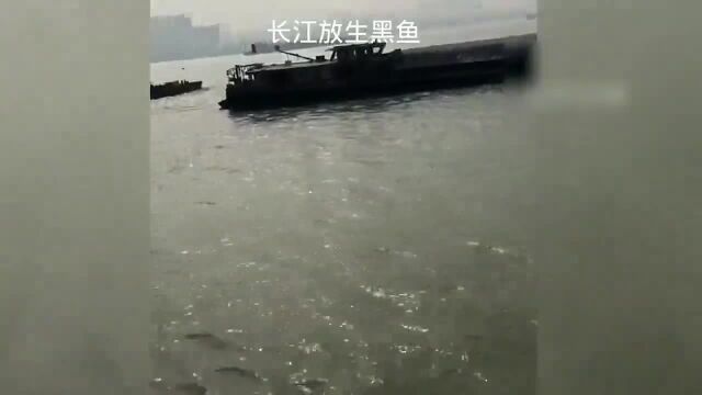 盘点那些放生名场面,只管放生,能不能活就看它的造化了