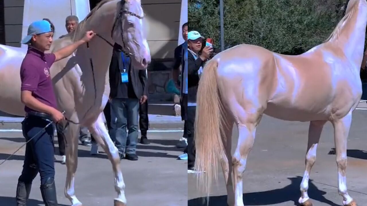 网友晒出"白金汗血宝马",浑身雪白光芒太耀眼:流光溢彩的白?