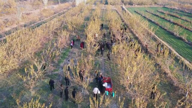 新疆轮台县:“剪头发”“穿冬衣” 8万多亩小白杏开始冬季田间管理