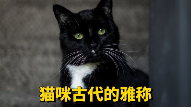 猫咪在古代是有雅称的,你都知道多少呢?