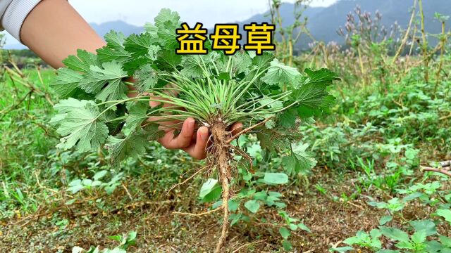 这种看似野草的植物,却是有名的“益母草”