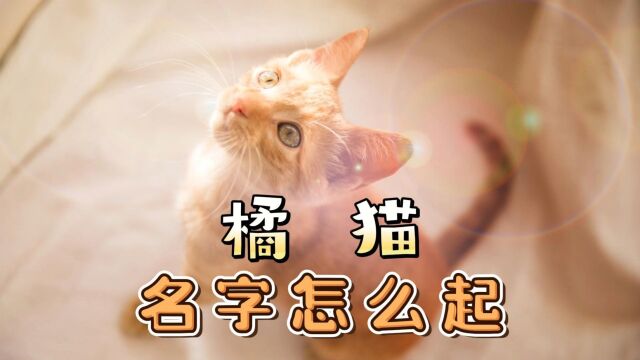 橘猫名字怎么起?下面有几点建议