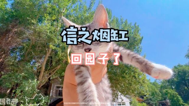 记录猫咪日常 #我和流浪猫的故事 #这样的猫孩子谁不爱