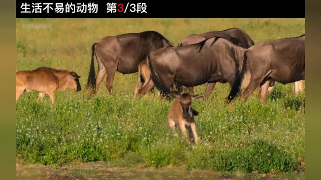 1054动物的童年,远比人类不易纪录片动物