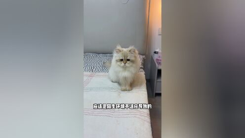 救命！两个傻猫生出来的孩子会是啥样的_高清1080P在线观看平台_腾讯视频