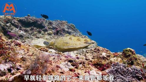 海底有一些动物，把珊瑚礁当家，让我们一起去看看有谁？