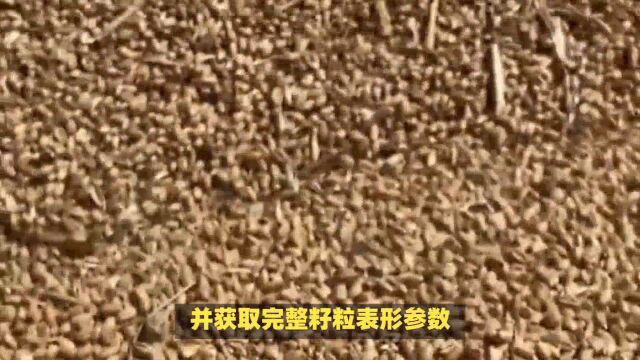 山东农业大学建立小麦育种新模型