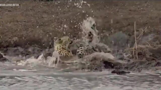 鳄鱼死亡翻滚凶狠猎杀豹子,残杀同类等,死亡翻滚名场面,太吓人