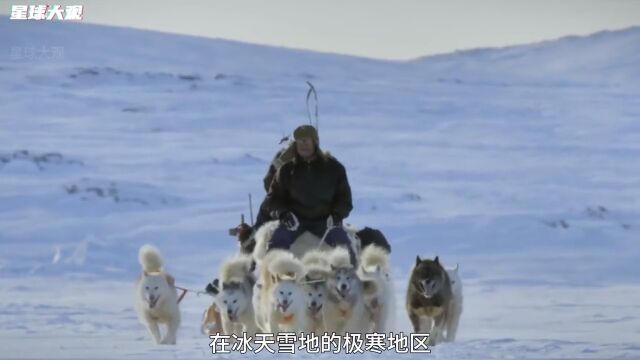 雪橇犬,极圈生存好伙伴