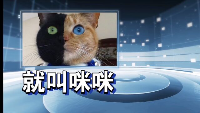 如何给小猫咪取一个优雅的名字?