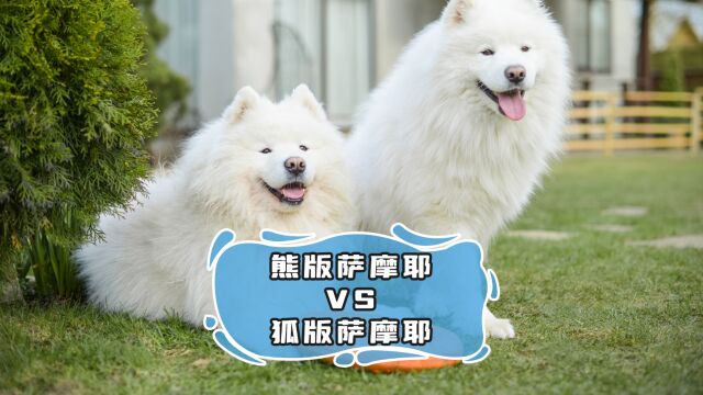 熊版萨摩耶VS狐版萨摩耶,谁更胜一筹?