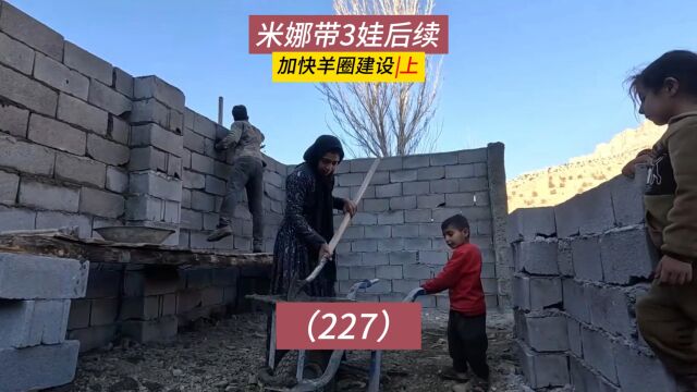 米娜的底气!米娜带3娃最新后续227集,加快羊圈修建(上)